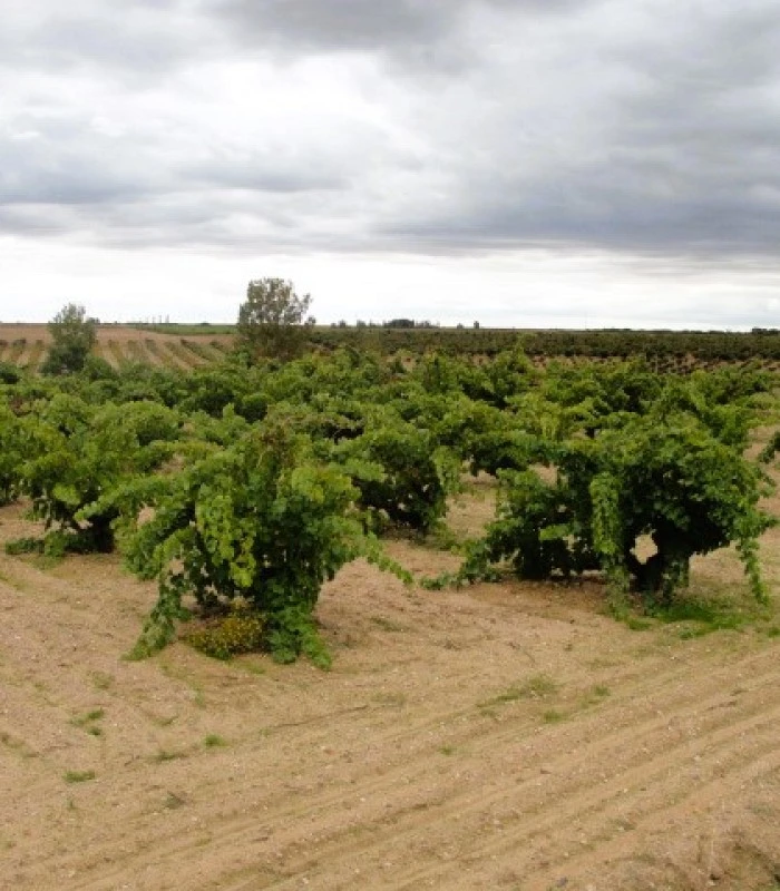 Nuestra historia, nuestro vino