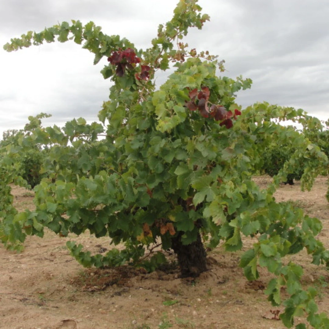 Vinos y Viñedos de Cantalgallo