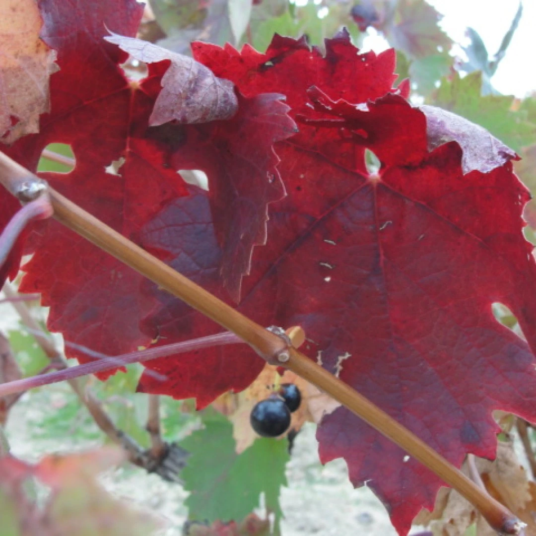 Vinos y Viñedos de Cantalgallo