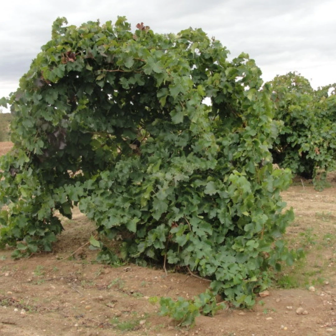 Vinos y Viñedos de Cantalgallo