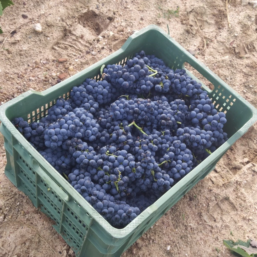 Vinos y Viñedos de Cantalgallo