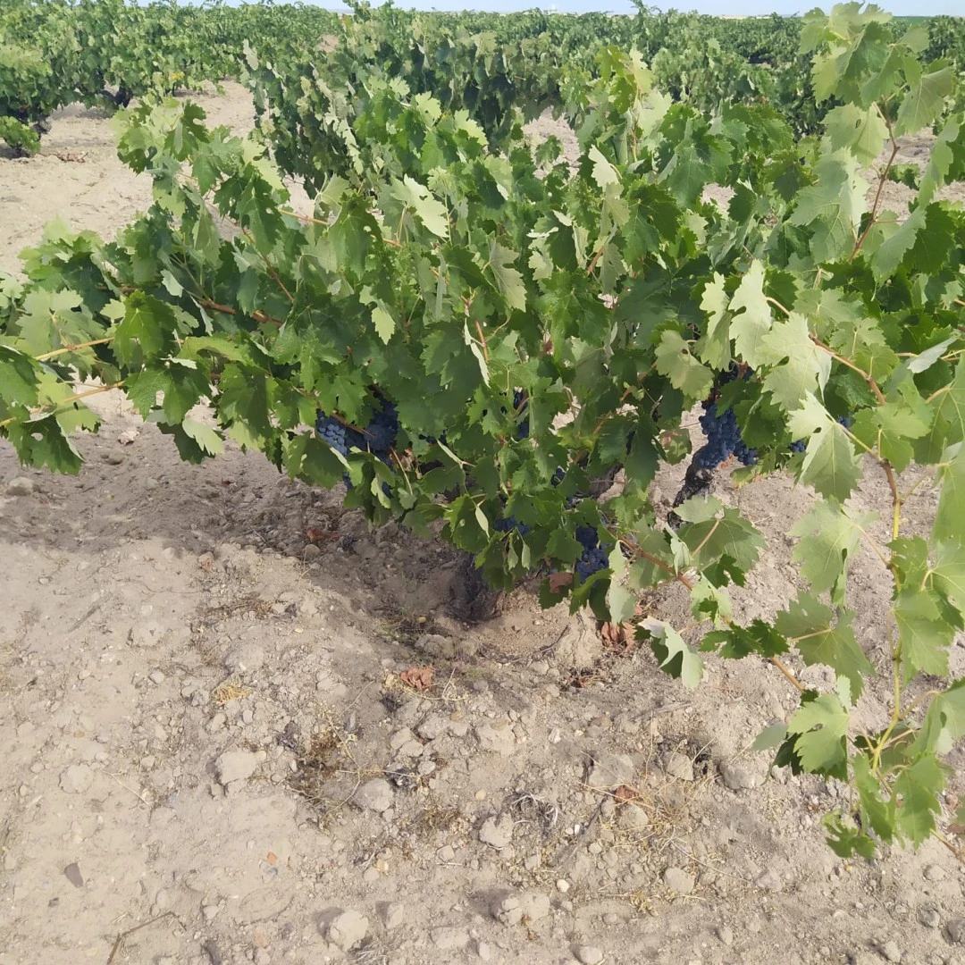 Vinos y Viñedos de Cantalgallo